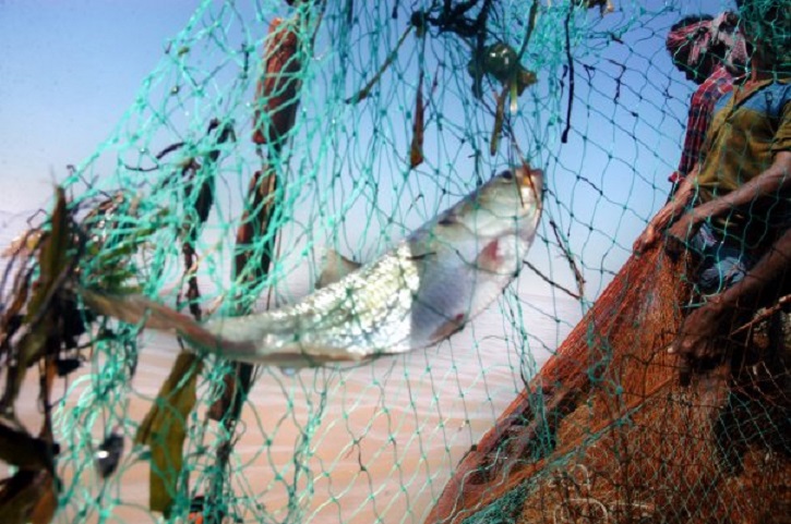  Hilsa of Barisal Padma