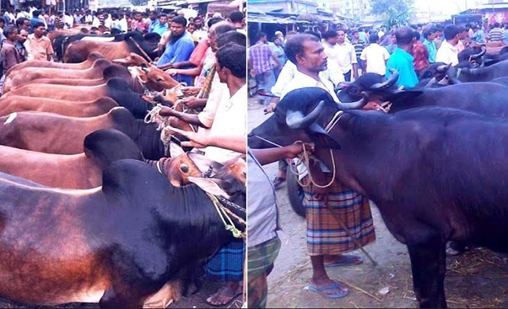 Record sacrificial animal supply in Rangpur 