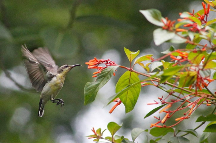 Moutusi bird busy eating honey!