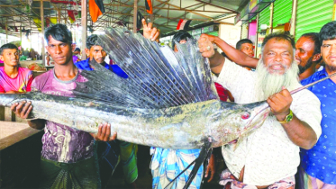 2 flying fishes caught in Meghna River in Noakhali