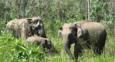 কক্সবাজারের চকরিয়ায় বন্য হাতির আক্রমণে নিহত এক 