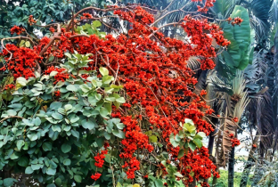 পলাশের রঙে রঙিন টাঙ্গাইল এলজিইডি, মোহনীয় সৌন্দর্যে টানছে দর্শনার