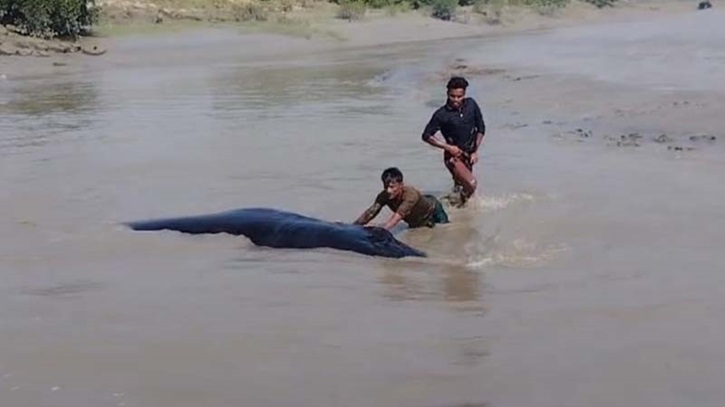 নোয়াখালীর ডুবোচরে ভেসে এলো বিশালাকৃতির তিমি