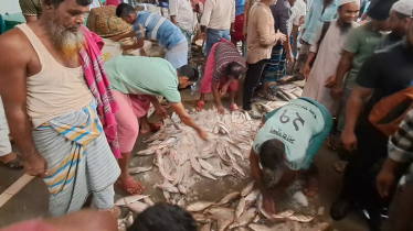 Hilsa prices hit record high in Chandpur ahead of 22-day fishing ban