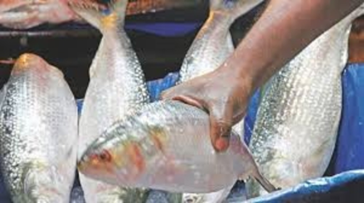 532,000 kg hilsa exported to India in 11 Days