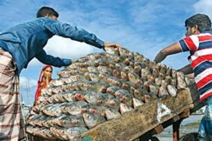 No ilish export to India for Durga Puja: Advisor