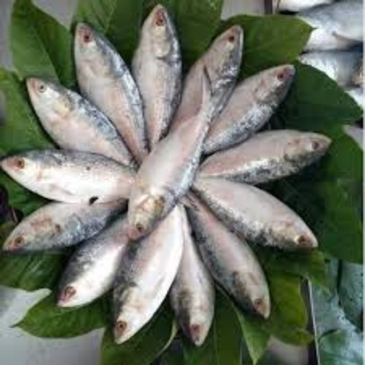 Bangladesh missing hilsa export target to India for Durga Puja since 2019