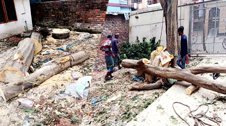 Principal Accused of Cutting Down Trees  Without Permission in Narayanganj