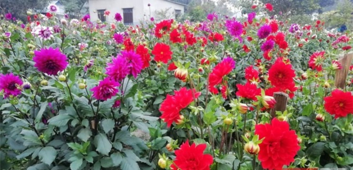 10 crore taka target to sell flowers in Narayanganj